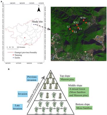 Moso bamboo (Phyllostachys edulis (Carrière) J. Houzeau) invasion affects soil microbial communities in adjacent planted forests in the Lijiang River basin, China